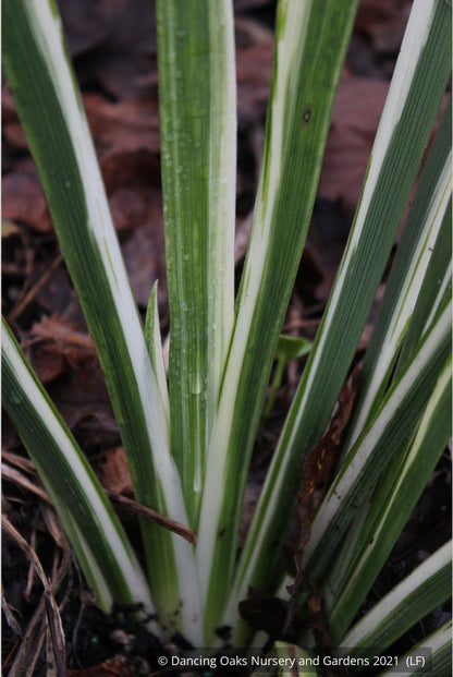 Perennials ~ Iris foetidissima 'Variegata', Gladwyn Iris ~ Dancing Oaks Nursery and Gardens ~ Retail Nursery ~ Mail Order Nursery