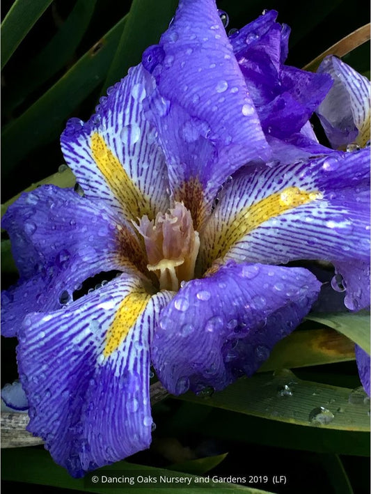 Perennials ~ Iris lazica, Lazistan Iris ~ Dancing Oaks Nursery and Gardens ~ Retail Nursery ~ Mail Order Nursery