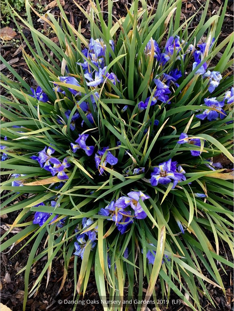 Perennials ~ Iris lazica, Lazistan Iris ~ Dancing Oaks Nursery and Gardens ~ Retail Nursery ~ Mail Order Nursery