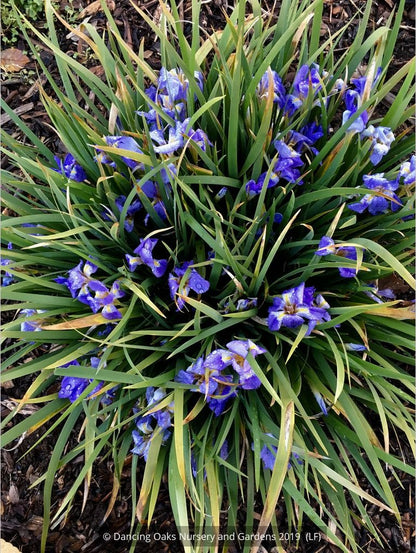 Perennials ~ Iris lazica, Lazistan Iris ~ Dancing Oaks Nursery and Gardens ~ Retail Nursery ~ Mail Order Nursery