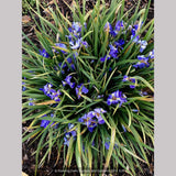 Perennials ~ Iris lazica, Lazistan Iris ~ Dancing Oaks Nursery and Gardens ~ Retail Nursery ~ Mail Order Nursery