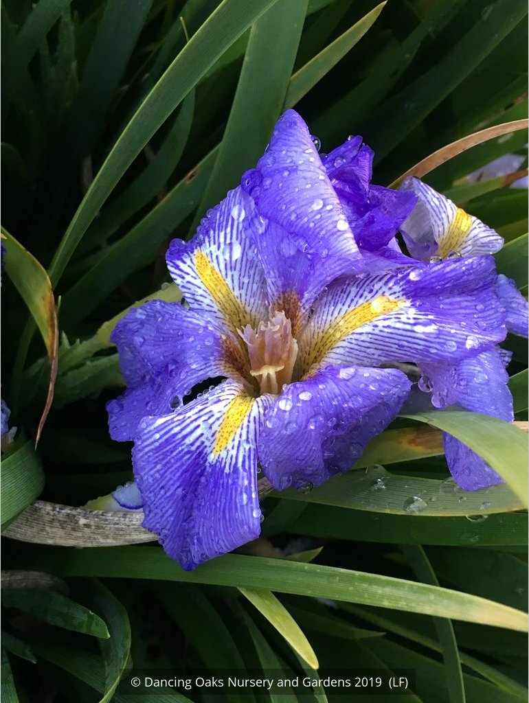 Perennials ~ Iris lazica, Lazistan Iris ~ Dancing Oaks Nursery and Gardens ~ Retail Nursery ~ Mail Order Nursery