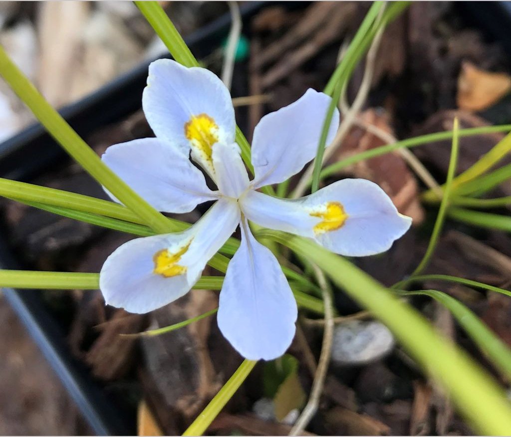 Perennials ~ Iris henryi - Clone #1, Chinese Woodland Iris ~ Dancing Oaks Nursery and Gardens ~ Retail Nursery ~ Mail Order Nursery