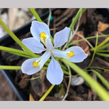 Perennials ~ Iris henryi - Clone #1, Chinese Woodland Iris ~ Dancing Oaks Nursery and Gardens ~ Retail Nursery ~ Mail Order Nursery