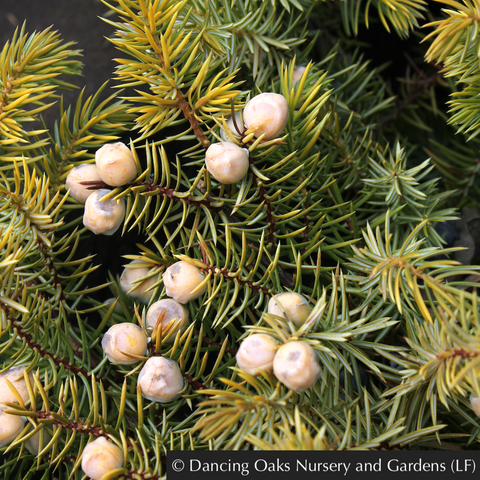 Shrubs ~ Juniperus conferta 'All Gold', Golden Shore Juniper ~ Dancing Oaks Nursery and Gardens ~ Retail Nursery ~ Mail Order Nursery
