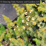 Shrubs ~ Juniperus conferta 'All Gold', Golden Shore Juniper ~ Dancing Oaks Nursery and Gardens ~ Retail Nursery ~ Mail Order Nursery