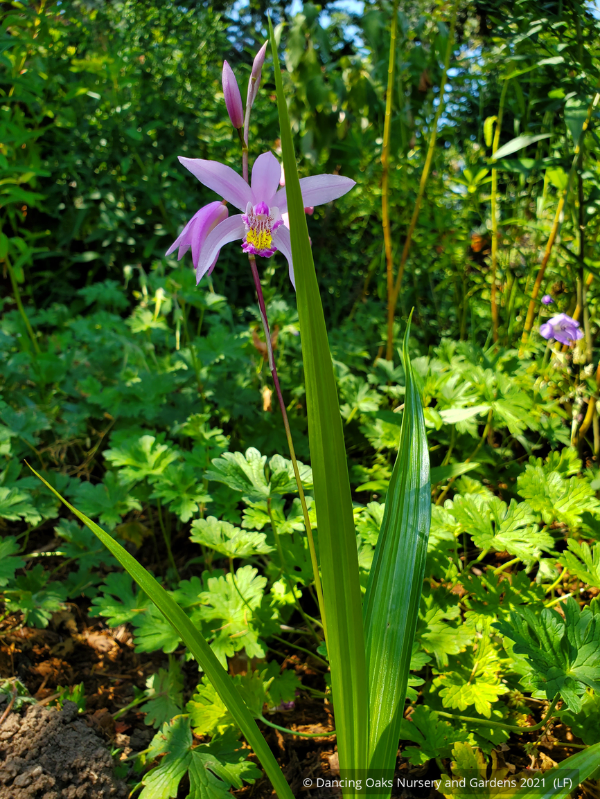 Perennials ~ Bletilla yokohama 'Kate' PPAF, Hardy Ground Orchid ~ Dancing Oaks Nursery and Gardens ~ Retail Nursery ~ Mail Order Nursery