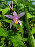 Perennials ~ Bletilla yokohama 'Kate' PPAF, Hardy Ground Orchid ~ Dancing Oaks Nursery and Gardens ~ Retail Nursery ~ Mail Order Nursery