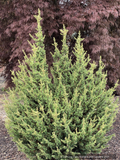 Cedrus brevifolia 'Kenwith', Kenwith Cypriot cedar