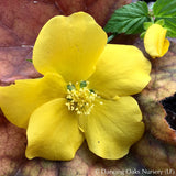 Shrubs ~ Kerria japonica 'Golden Guinea', Gypsy Rose ~ Dancing Oaks Nursery and Gardens ~ Retail Nursery ~ Mail Order Nursery
