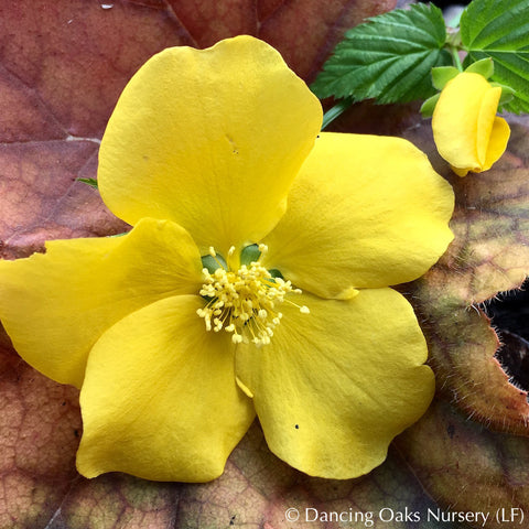 Shrubs ~ Kerria japonica 'Golden Guinea', Gypsy Rose ~ Dancing Oaks Nursery and Gardens ~ Retail Nursery ~ Mail Order Nursery