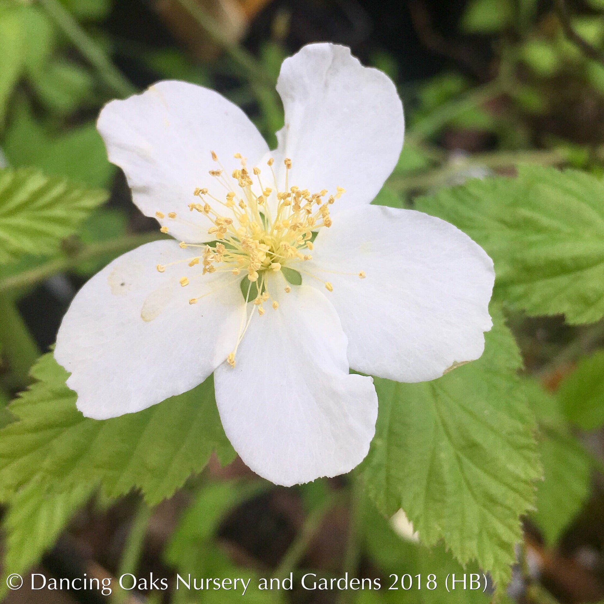 Shrubs ~ Kerria japonica 'Albiflora', White Japanese Kerria ~ Dancing Oaks Nursery and Gardens ~ Retail Nursery ~ Mail Order Nursery