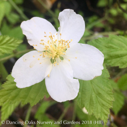 Shrubs ~ Kerria japonica 'Albiflora', White Japanese Kerria ~ Dancing Oaks Nursery and Gardens ~ Retail Nursery ~ Mail Order Nursery