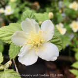 Shrubs ~ Kerria japonica 'Albiflora', Gypsy Rose ~ Dancing Oaks Nursery and Gardens ~ Retail Nursery ~ Mail Order Nursery