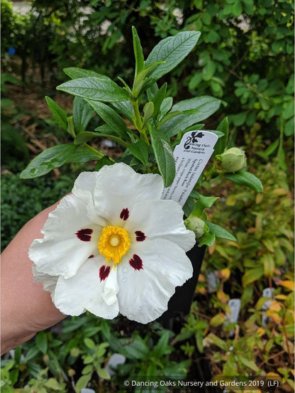 Shrubs ~ Cistus ladanifer 'Paladin', Rock Rose ~ Dancing Oaks Nursery and Gardens ~ Retail Nursery ~ Mail Order Nursery