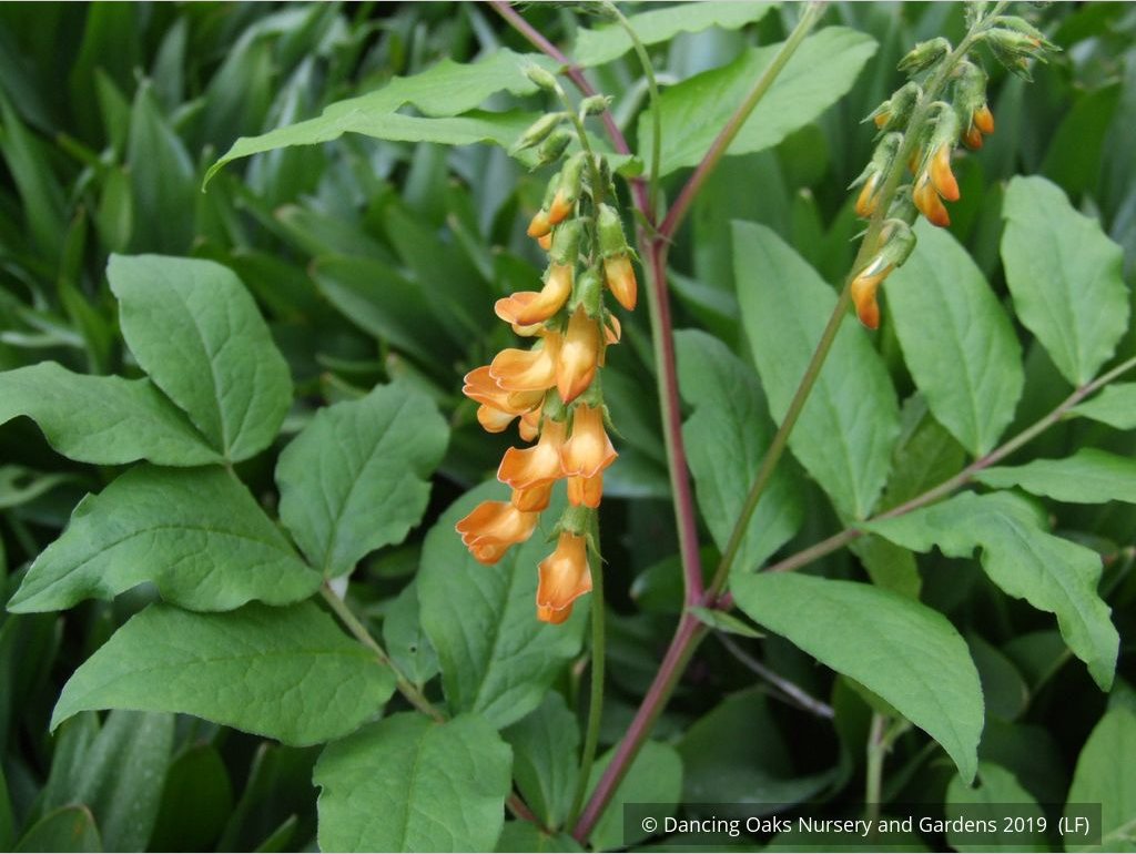 Perennials ~ Lathyrus aureus, Spring Vetchling ~ Dancing Oaks Nursery and Gardens ~ Retail Nursery ~ Mail Order Nursery