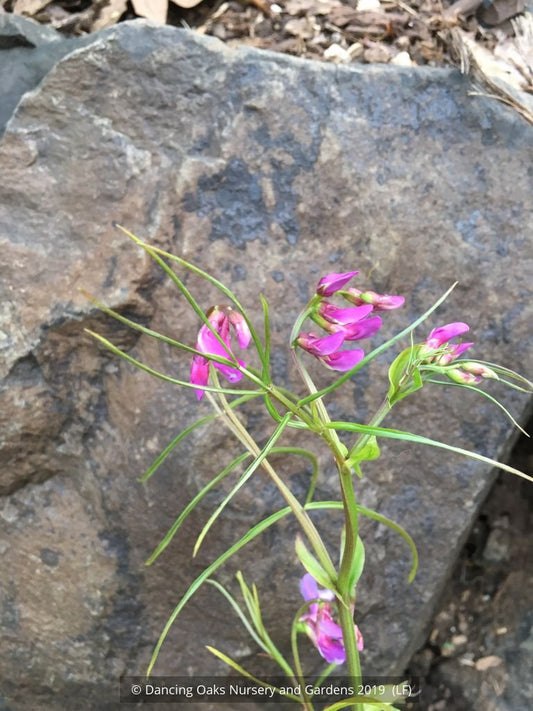 Perennials ~ Lathyrus vernus— Narrow Leaf Form (syn. L. 'Gracilis', L. 'Filifolius'....), Spring Bush Pea ~ Dancing Oaks Nursery and Gardens ~ Retail Nursery ~ Mail Order Nursery