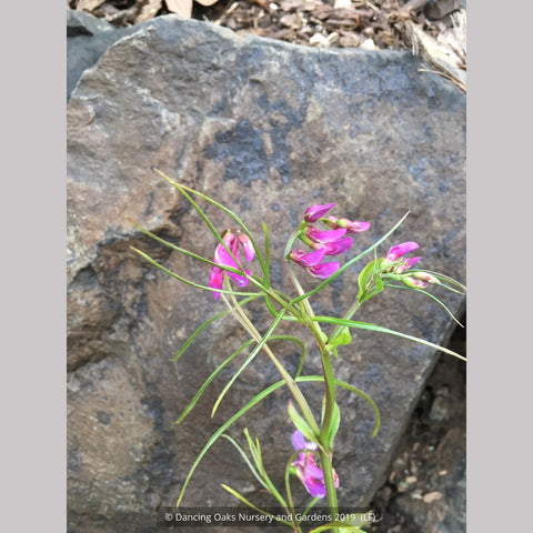 Perennials ~ Lathyrus vernus— Narrow Leaf Form (syn. L. 'Gracilis', L. 'Filifolius'....), Spring Bush Pea ~ Dancing Oaks Nursery and Gardens ~ Retail Nursery ~ Mail Order Nursery