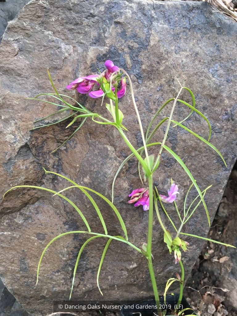 Perennials ~ Lathyrus vernus -  Narrow Leaf Form (syn. L. 'Gracilis', L. 'Filifolius'....), Spring Bush Pea ~ Dancing Oaks Nursery and Gardens ~ Retail Nursery ~ Mail Order Nursery