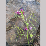 Perennials ~ Lathyrus vernus— Narrow Leaf Form (syn. L. 'Gracilis', L. 'Filifolius'....), Spring Bush Pea ~ Dancing Oaks Nursery and Gardens ~ Retail Nursery ~ Mail Order Nursery