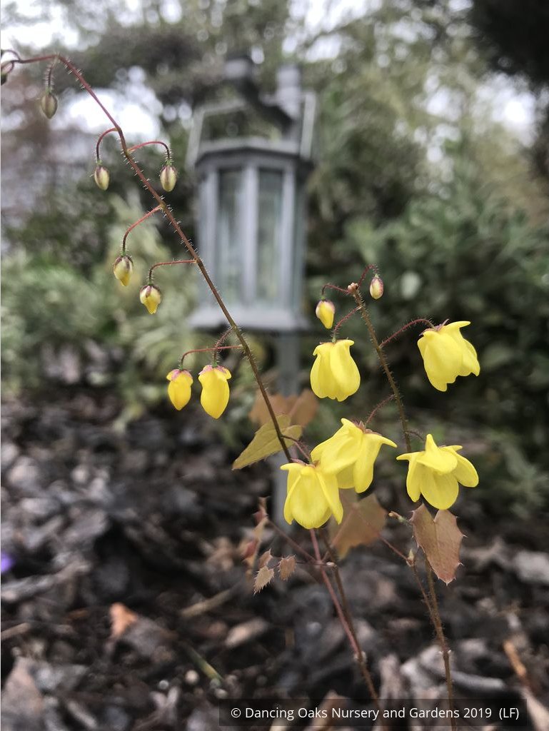Perennials ~ Epimedium x 'Lemon Zest', Barrenwort ~ Dancing Oaks Nursery and Gardens ~ Retail Nursery ~ Mail Order Nursery