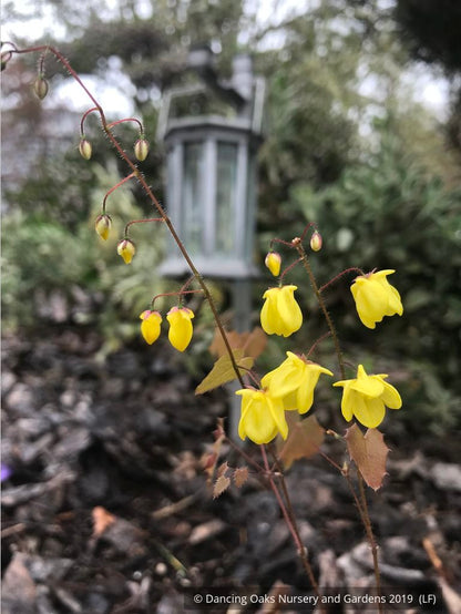 Perennials ~ Epimedium x 'Lemon Zest', Barrenwort ~ Dancing Oaks Nursery and Gardens ~ Retail Nursery ~ Mail Order Nursery