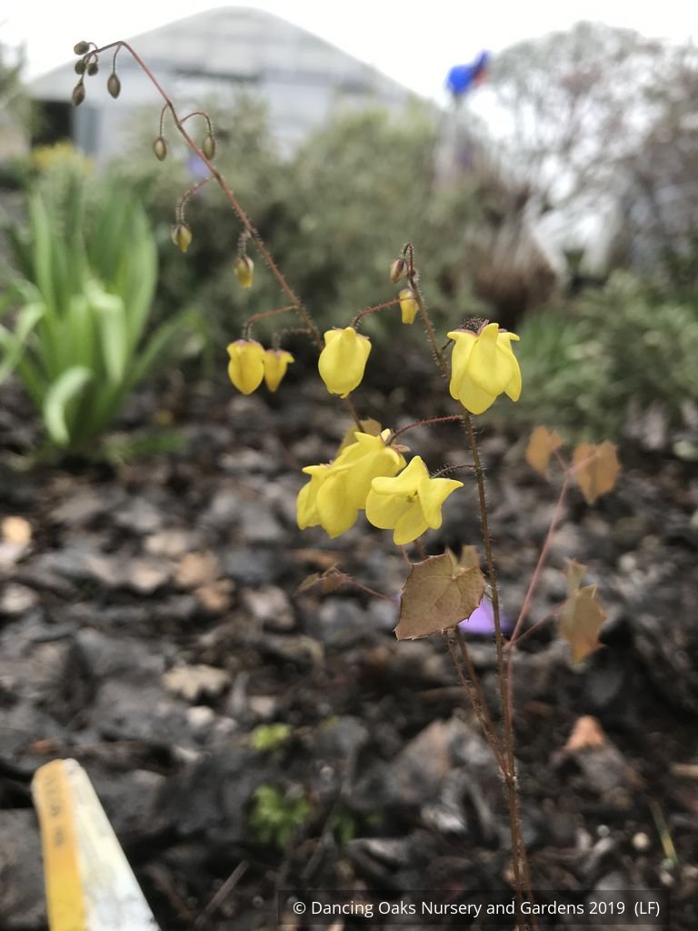 Perennials ~ Epimedium x 'Lemon Zest', Barrenwort ~ Dancing Oaks Nursery and Gardens ~ Retail Nursery ~ Mail Order Nursery