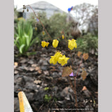 Perennials ~ Epimedium x 'Lemon Zest', Barrenwort ~ Dancing Oaks Nursery and Gardens ~ Retail Nursery ~ Mail Order Nursery