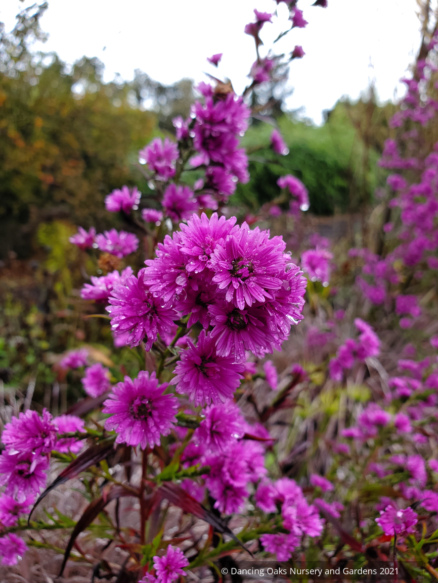 Perennials ~ Aster (syn. Symphyotrichum) novi-belgii 'Le Reve' ~ Dancing Oaks Nursery and Gardens ~ Retail Nursery ~ Mail Order Nursery