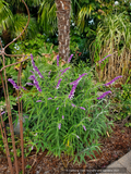 Perennials ~ Salvia leucantha, Mexican Bush Sage ~ Dancing Oaks Nursery and Gardens ~ Retail Nursery ~ Mail Order Nursery