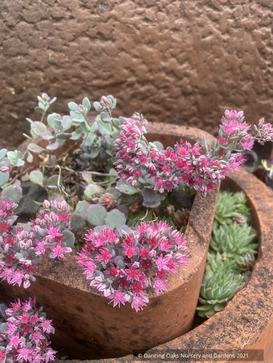 Sedum cauticola 'Lidakense', Cliff Stonecrop