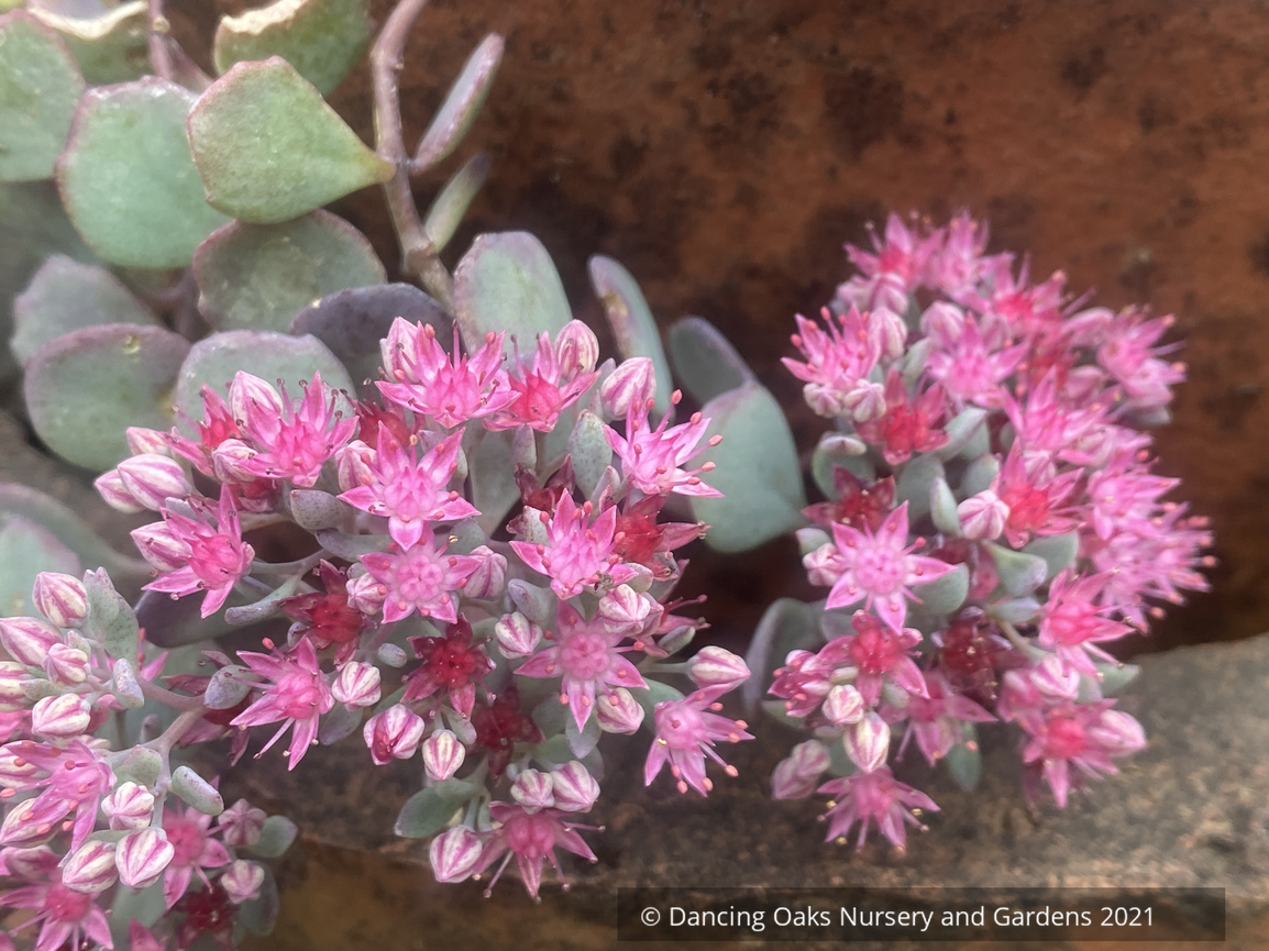 Sedum cauticola 'Lidakense', Cliff Stonecrop