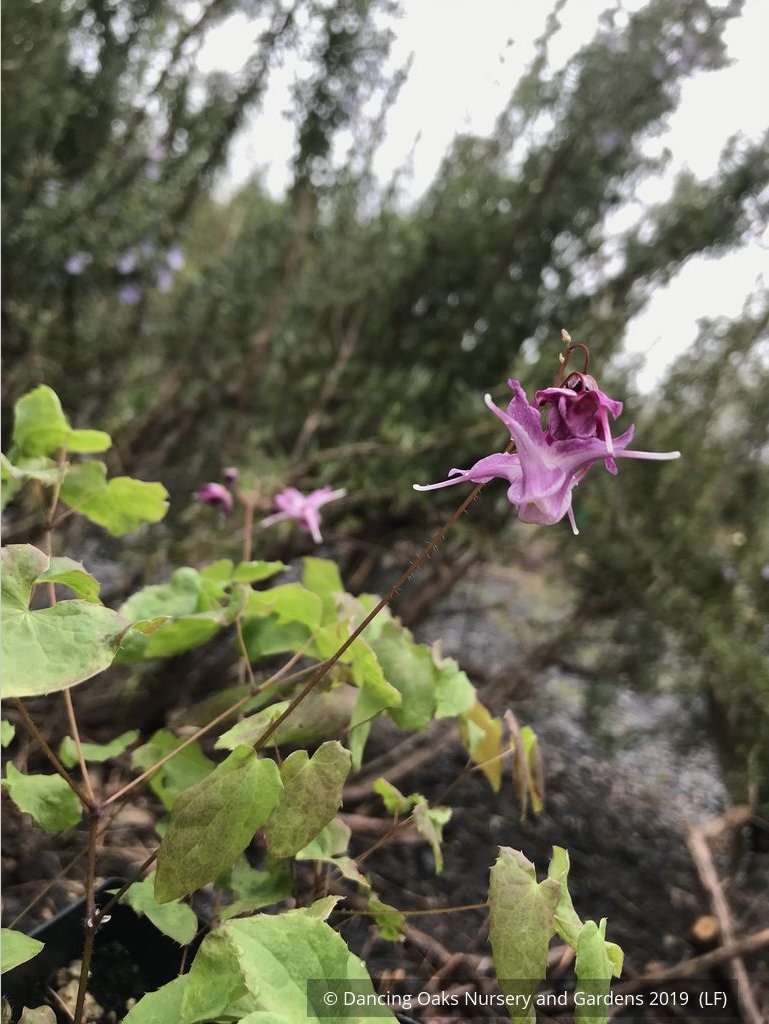 Perennials ~ Epimedium grandiflorum 'Lilafee', Barrenwort ~ Dancing Oaks Nursery and Gardens ~ Retail Nursery ~ Mail Order Nursery