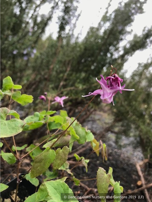 Perennials ~ Epimedium grandiflorum 'Lilafee', Barrenwort ~ Dancing Oaks Nursery and Gardens ~ Retail Nursery ~ Mail Order Nursery