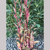 Perennials ~ Lobelia speciosa 'Vulcan Red', Cardinal Flower ~ Dancing Oaks Nursery and Gardens ~ Retail Nursery ~ Mail Order Nursery