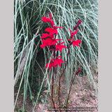 Perennials ~ Lobelia speciosa 'Vulcan Red', Cardinal Flower ~ Dancing Oaks Nursery and Gardens ~ Retail Nursery ~ Mail Order Nursery