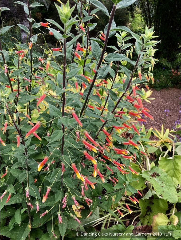 Perennials ~ Lobelia longiflora 'Candy Corn', Cardinal Flower ~ Dancing Oaks Nursery and Gardens ~ Retail Nursery ~ Mail Order Nursery