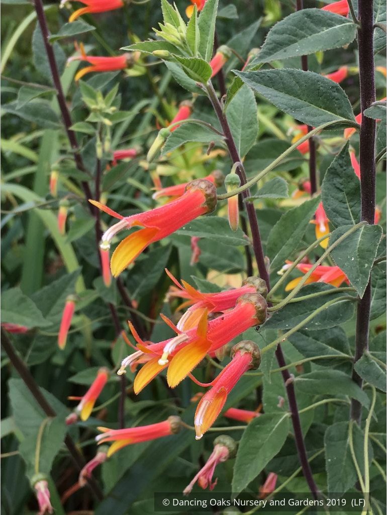Perennials ~ Lobelia longiflora 'Candy Corn', Cardinal Flower ~ Dancing Oaks Nursery and Gardens ~ Retail Nursery ~ Mail Order Nursery