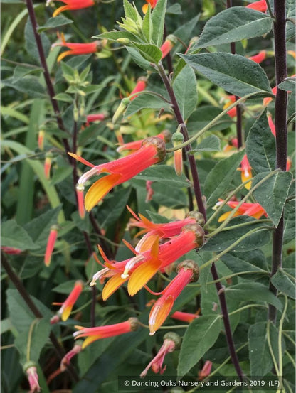 Perennials ~ Lobelia longiflora 'Candy Corn', Cardinal Flower ~ Dancing Oaks Nursery and Gardens ~ Retail Nursery ~ Mail Order Nursery