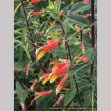Perennials ~ Lobelia longiflora 'Candy Corn', Cardinal Flower ~ Dancing Oaks Nursery and Gardens ~ Retail Nursery ~ Mail Order Nursery