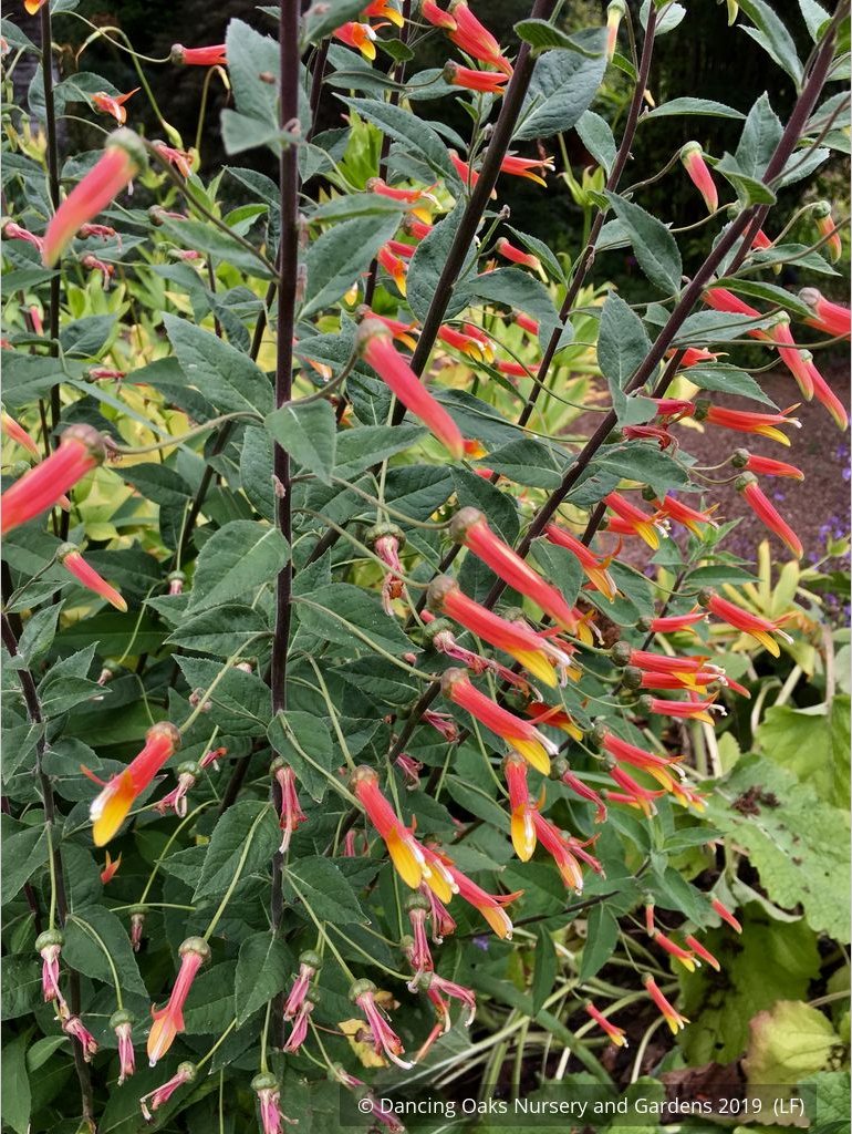 Perennials ~ Lobelia longiflora 'Candy Corn', Cardinal Flower ~ Dancing Oaks Nursery and Gardens ~ Retail Nursery ~ Mail Order Nursery