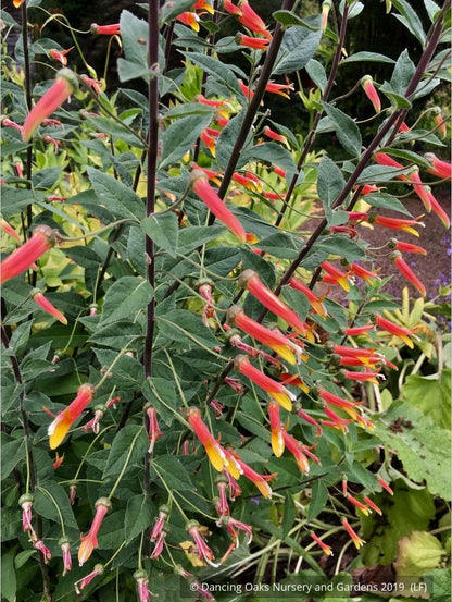Perennials ~ Lobelia longiflora 'Candy Corn', Cardinal Flower ~ Dancing Oaks Nursery and Gardens ~ Retail Nursery ~ Mail Order Nursery