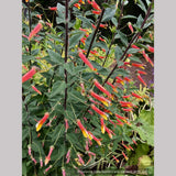 Perennials ~ Lobelia longiflora 'Candy Corn', Cardinal Flower ~ Dancing Oaks Nursery and Gardens ~ Retail Nursery ~ Mail Order Nursery