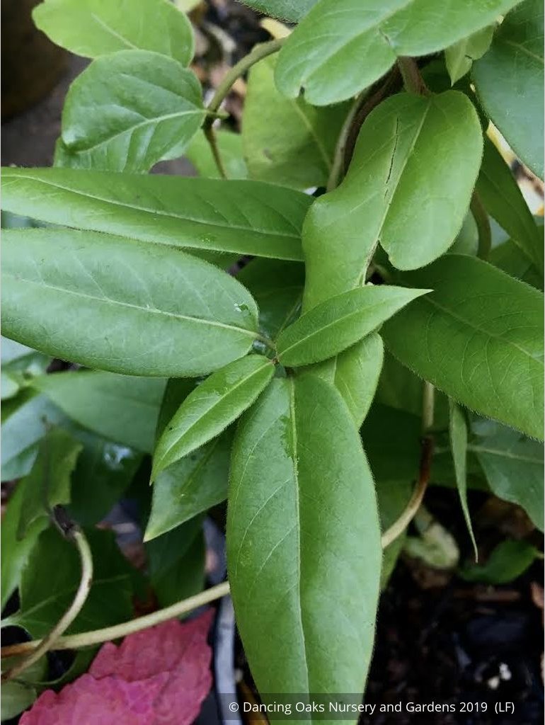 Ground Covers ~ Lonicera henryi, Henry's Evergreen Honeysuckle ~ Dancing Oaks Nursery and Gardens ~ Retail Nursery ~ Mail Order Nursery