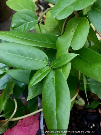 Ground Covers ~ Lonicera henryi, Henry's Evergreen Honeysuckle ~ Dancing Oaks Nursery and Gardens ~ Retail Nursery ~ Mail Order Nursery