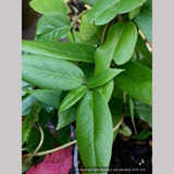 Ground Covers ~ Lonicera henryi, Henry's Evergreen Honeysuckle ~ Dancing Oaks Nursery and Gardens ~ Retail Nursery ~ Mail Order Nursery