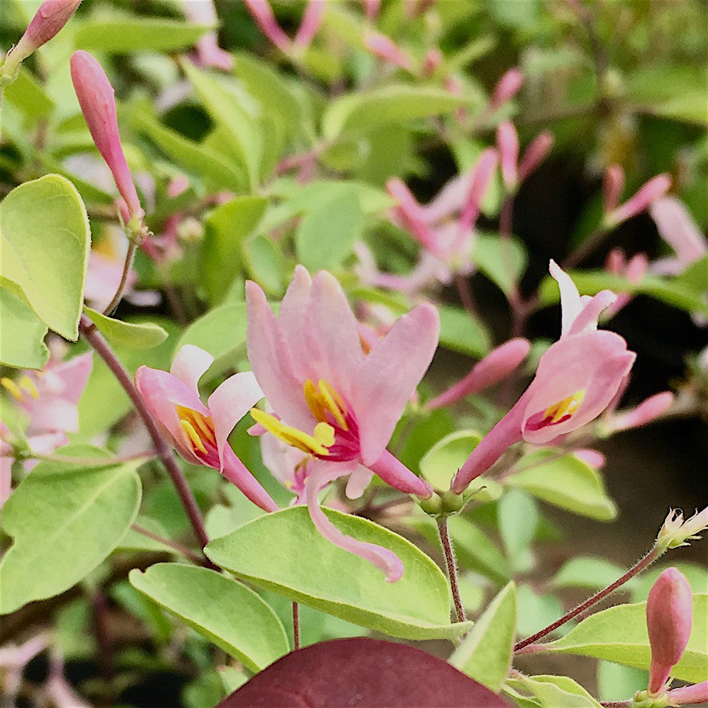 Shrubs ~ Lonicera korolkowii var. 'Floribunda' Blue Velvet™, Blue Velvet Honeysuckle ~ Dancing Oaks Nursery and Gardens ~ Retail Nursery ~ Mail Order Nursery