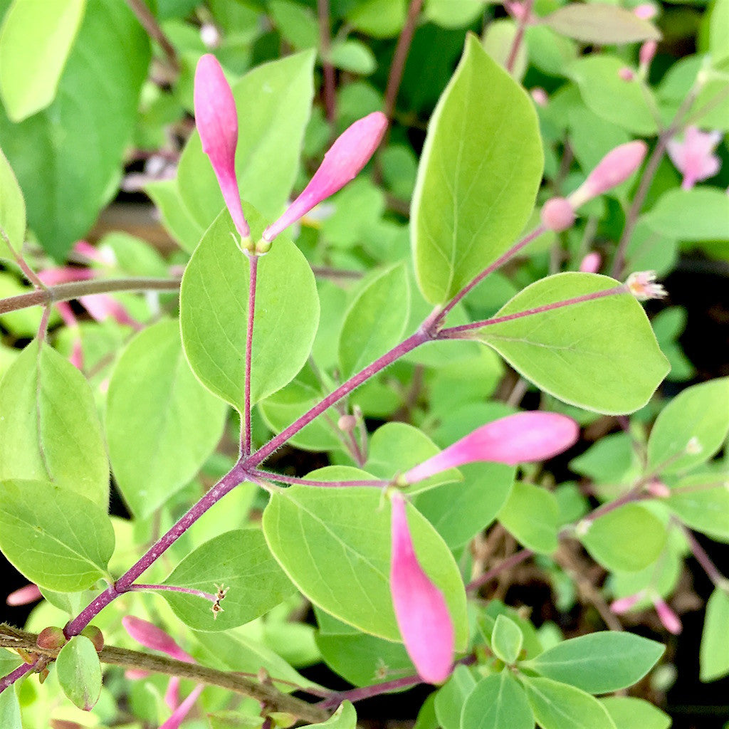 Shrubs ~ Lonicera korolkowii var. 'Floribunda' Blue Velvet™, Blue Velvet Honeysuckle ~ Dancing Oaks Nursery and Gardens ~ Retail Nursery ~ Mail Order Nursery