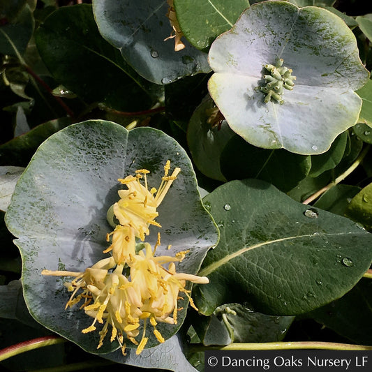 Vines ~ Lonicera reticulata 'Kintzley's Ghost'®, Kintzley's Ghost Grape Honeysuckle ~ Dancing Oaks Nursery and Gardens ~ Retail Nursery ~ Mail Order Nursery