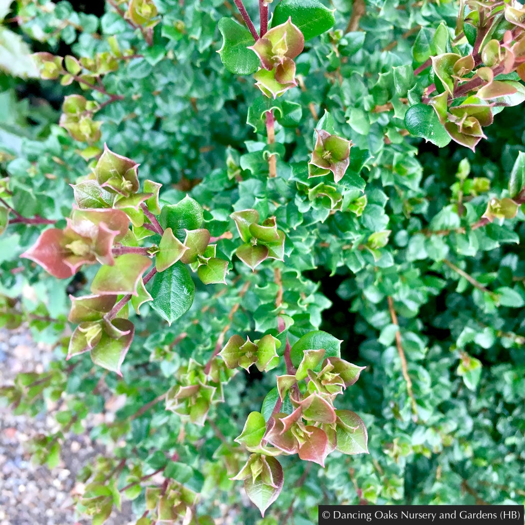 Shrubs ~ Luma apiculata, Chilean Myrtle ~ Dancing Oaks Nursery and Gardens ~ Retail Nursery ~ Mail Order Nursery